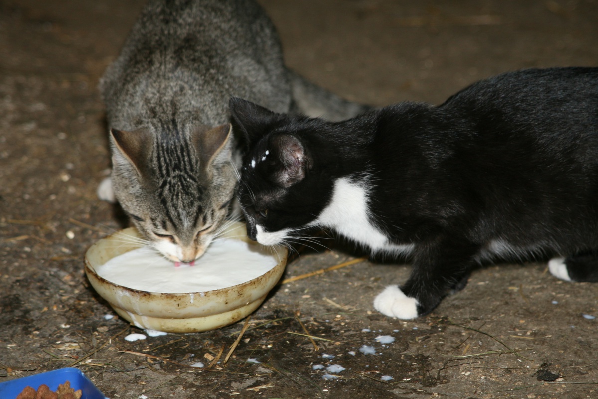 Katzen genießen die frische Milch