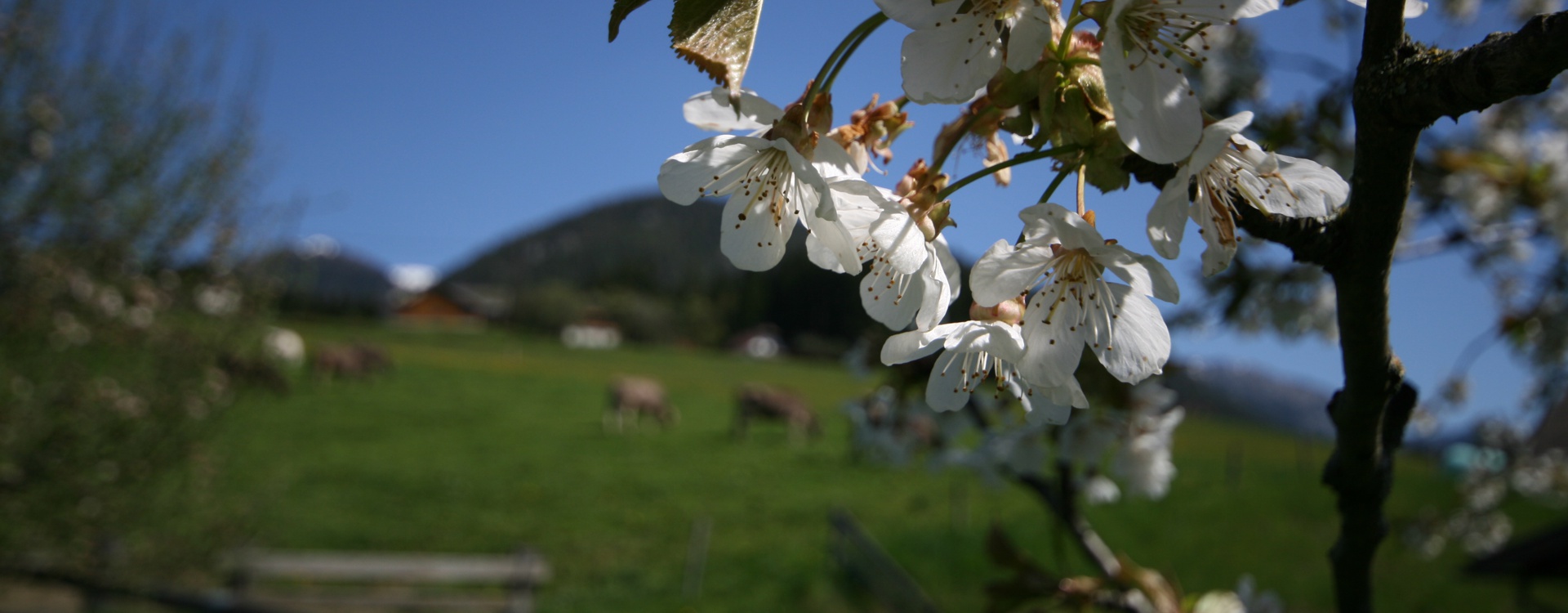 Kirschblüten